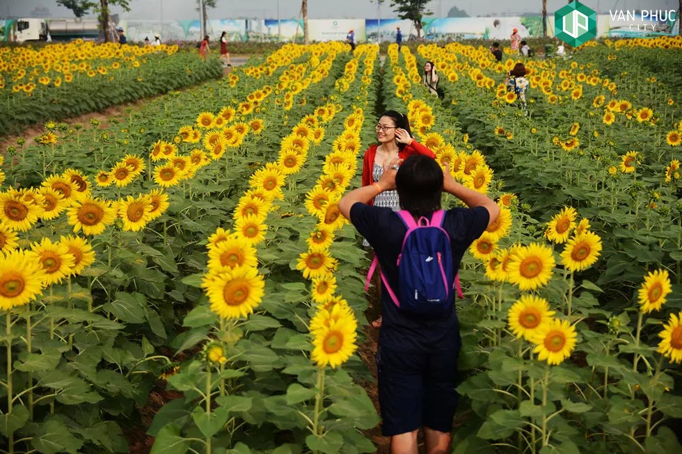 vuon hoa huong duong van phuc city
