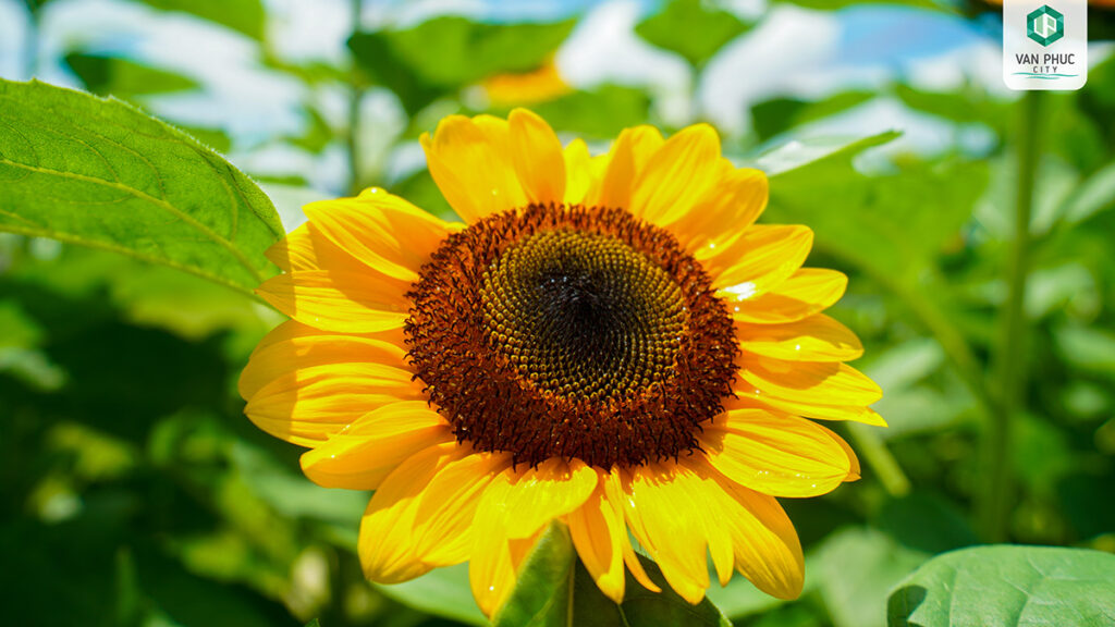 vuon hoa huong duong van phuc city