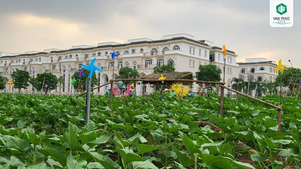 vuon hoa huong duong van phuc city