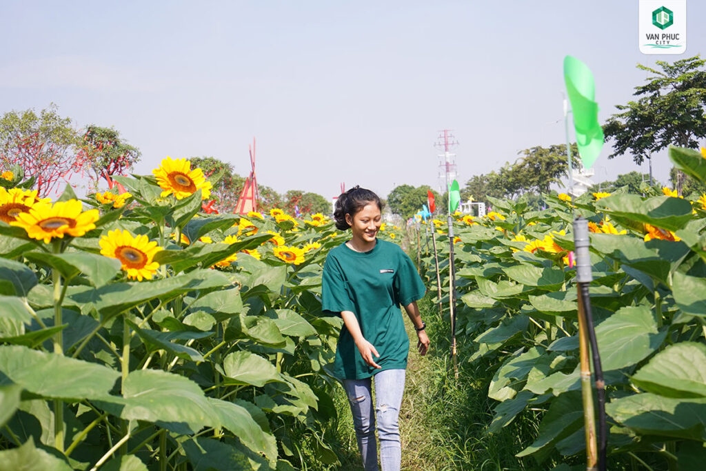 vuon hoa huong duong van phuc city