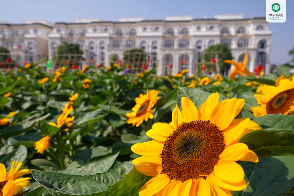 vuon hoa huong duong van phuc city