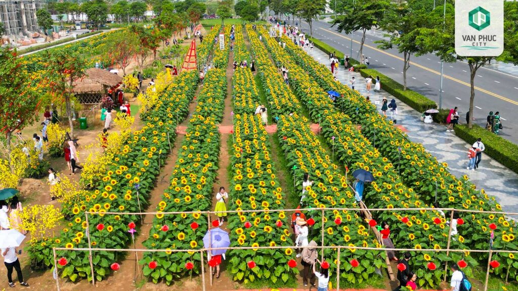 vuon hoa huong duong van phuc city