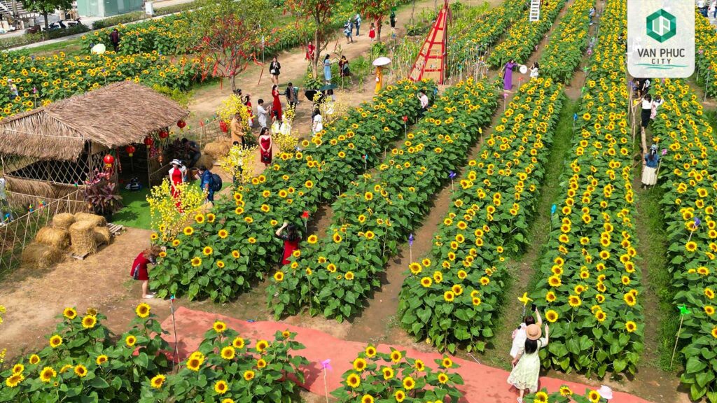 vuon hoa huong duong van phuc city