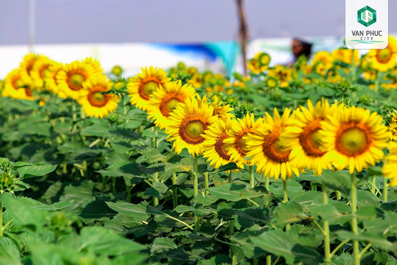 vuon hoa huong duong van phuc city