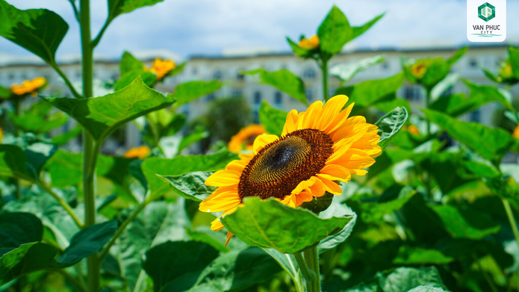 vuon hoa huong duong van phuc city